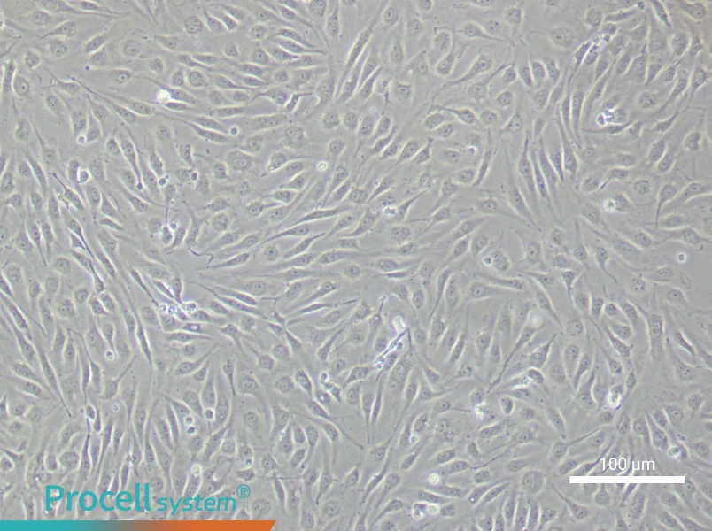 Human Renal Microvascular Endothelial Cell Complete MediumHuman Renal Microvascular Endothelial Cell Complete Medium - 1
