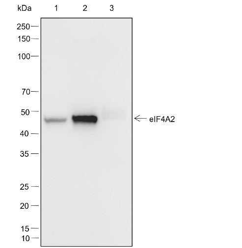 Recombinant eIF4A2 Monoclonal Antibody - small - 7