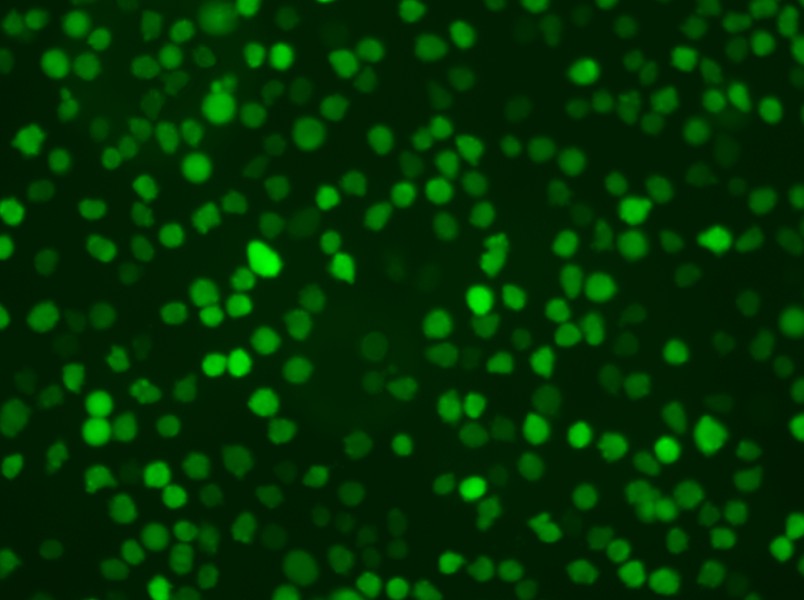 U-937-GFP Cell Complete Medium - small - 6