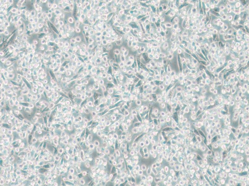 ARD Cell Complete Medium - small - 6