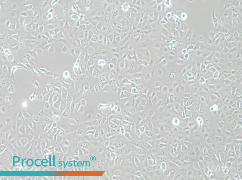 HCE-T Cell Complete Medium - 1