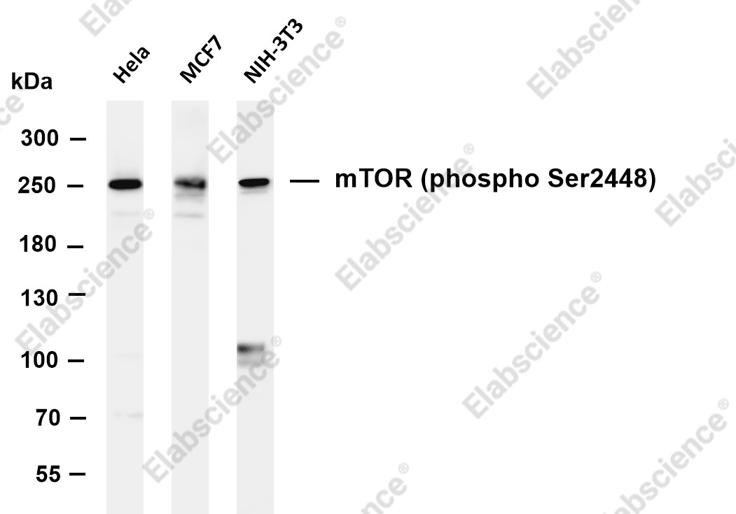 Recombinant Phospho-mTOR (Ser2448) Monoclonal Antibody - 2