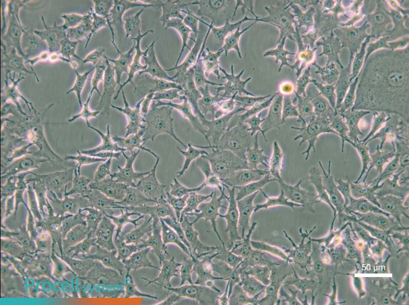 B16-F0 Cell Complete Medium - small - 4