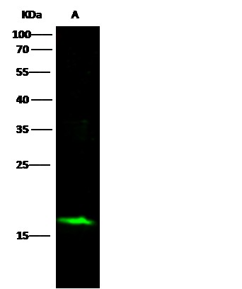 Recombinant SNCA/alpha-Synuclein Monoclonal Antibody-searchlist-1