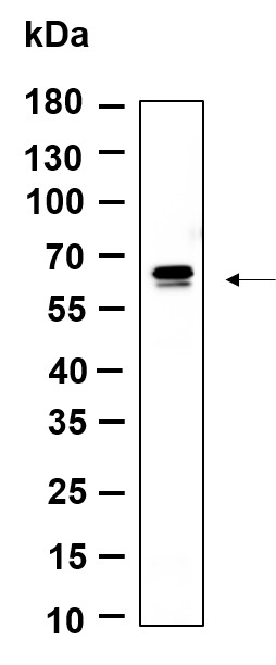 Recombinant PDE1B Monoclonal Antibody-searchlist-1