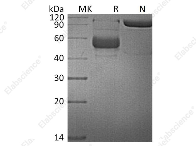 Recombinant Human TNFSF14/LIGHT Protein (mFc Tag) - 1