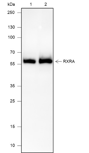 Recombinant RXRA Monoclonal Antibody-searchlist-1