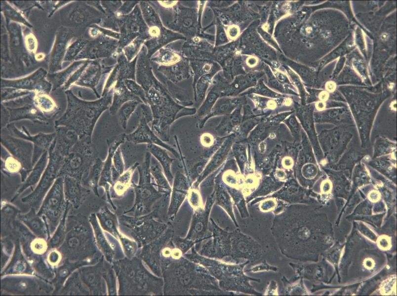 Malme-3M Cell Complete Medium - small - 4