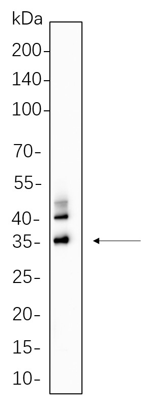 Recombinant C/EBP α Monoclonal Antibody-searchlist-1