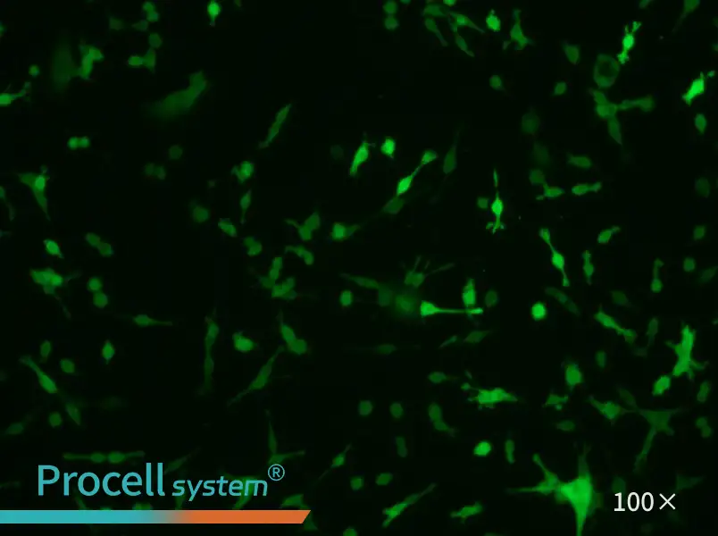 CT26.WT-GFP Cell Complete Medium - 1