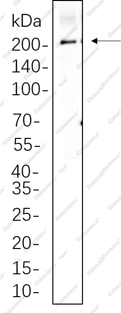 Recombinant LRP6 Monoclonal Antibody - 1