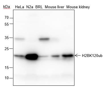Recombinant Histone H2B (Ubiquityl Lys120) Monoclonal Antibody-searchlist-1