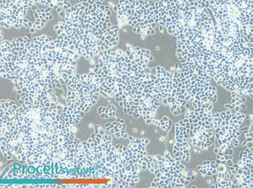 HCT-15-5FU Cell Complete Medium - 1