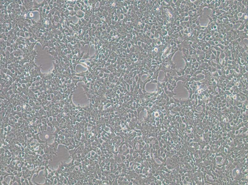 293FT Cell Complete Medium-searchlist-1