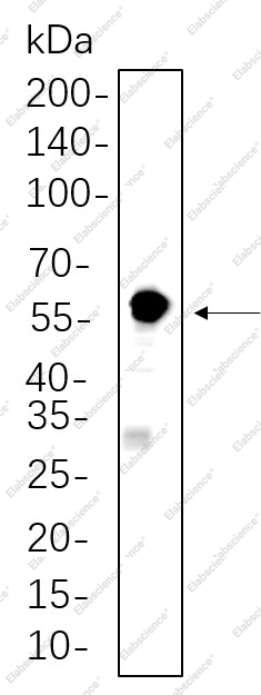 Recombinant SESN2 Monoclonal Antibody - 1