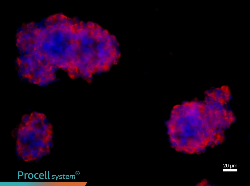 Rat Neural Stem Cell Complete Medium - 2