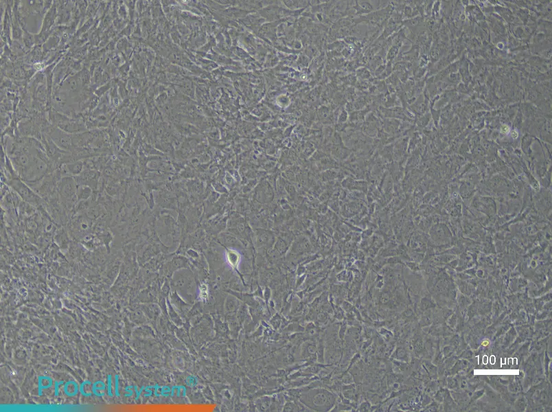Mouse Corneal Stromal Cell Complete Medium - 3