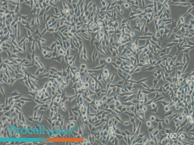 RKO-AS45-1 Cell Complete Medium - small - 5