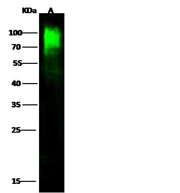 Recombinant VE-Cadherin/CD144/CDH5 Monoclonal Antibody-searchlist-1