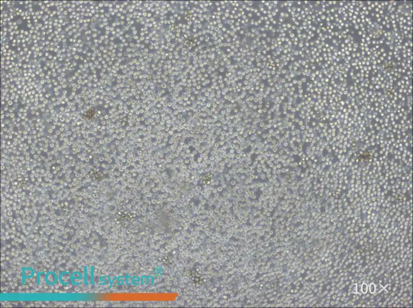 Ba/F3 Cell Complete Medium - 1