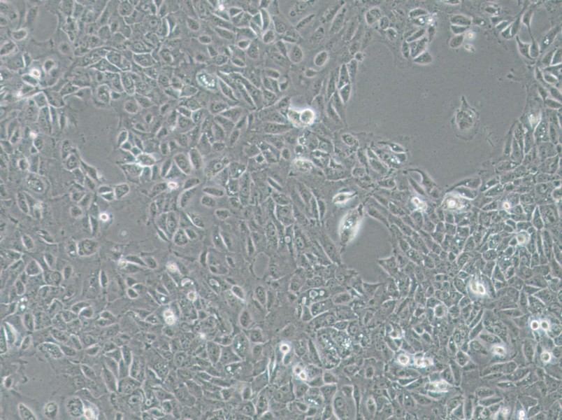 NCI-H1666 Cell Complete MediumNCI-H1666 Cell Complete Medium - 3
