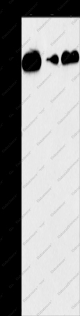 CD27 Polyclonal Antibody - 1