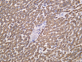 Recombinant HSP10 Monoclonal Antibody - 1