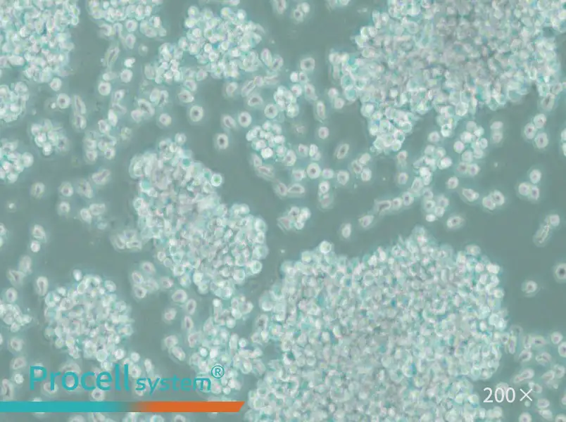 SUP-T1 Cell Complete Medium - 4