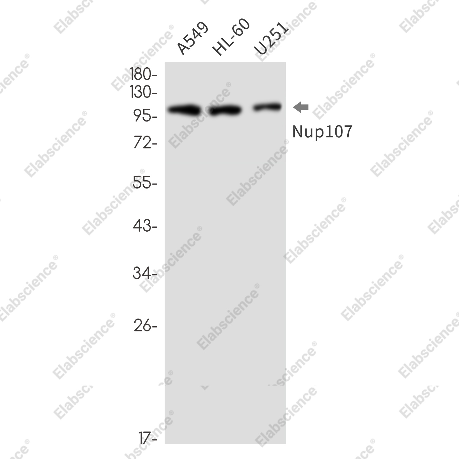 Recombinant NUP107 Monoclonal Antibody - 1