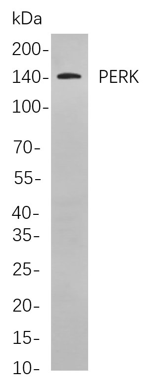 Recombinant PERK Monoclonal Antibody-searchlist-1