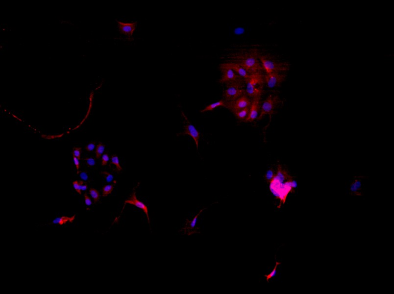 Rat Endometrial Epithelial Cell Complete Medium - small - 3