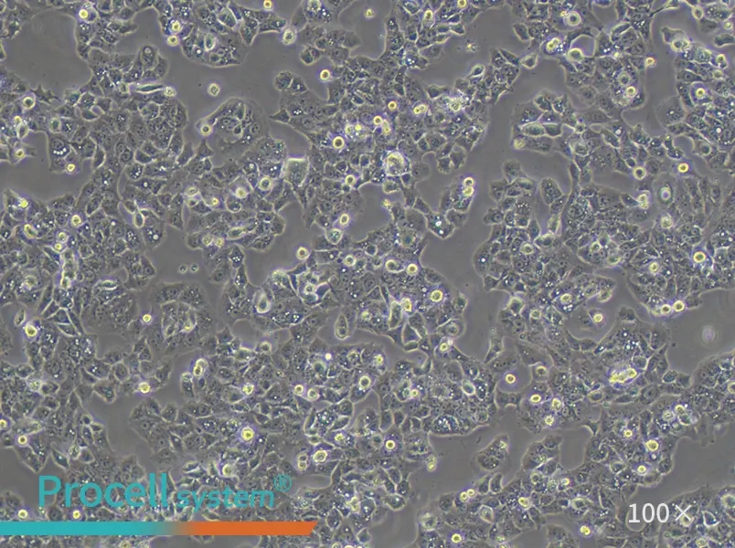 MS751 Cell Complete MediumMS751 Cell Complete Medium - 3