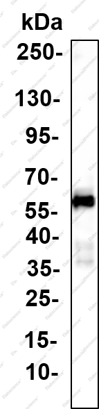 Recombinant CaMKK2 Monoclonal Antibody - 1