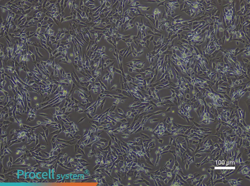 Rat Endometrial Stromal CellsRat Endometrial Stromal Cells - 3