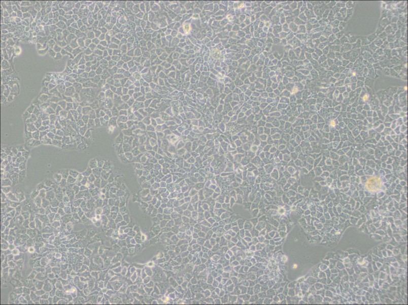 KYSE-510 Cell Complete Medium-searchlist-1