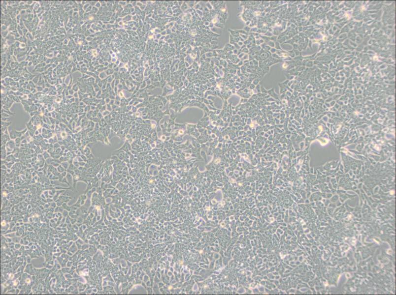 HCT 116 Cell Complete Medium-searchlist-1