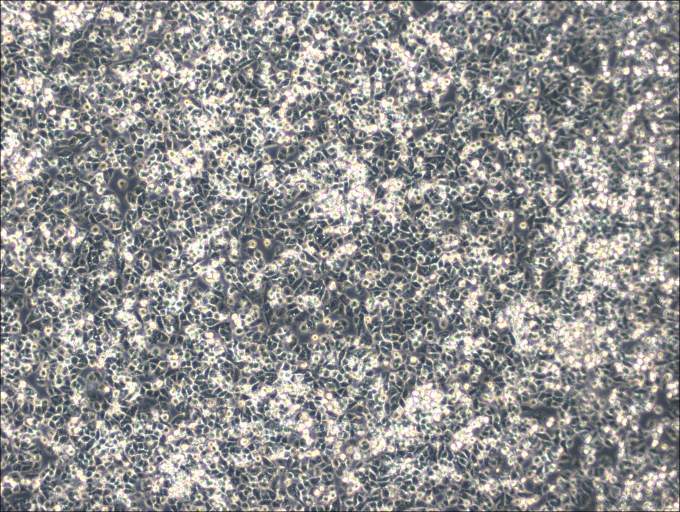 IHH-4 Cell Complete MediumIHH-4 Cell Complete Medium - 2