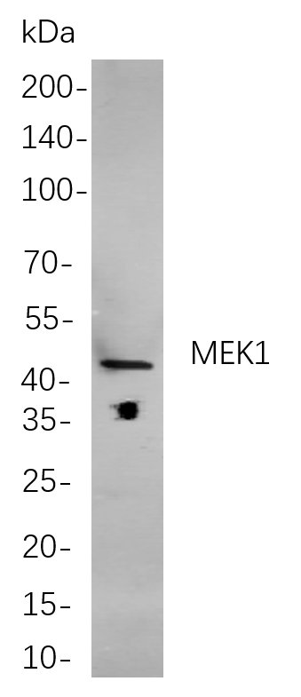 Recombinant MEK1 Monoclonal Antibody-searchlist-1