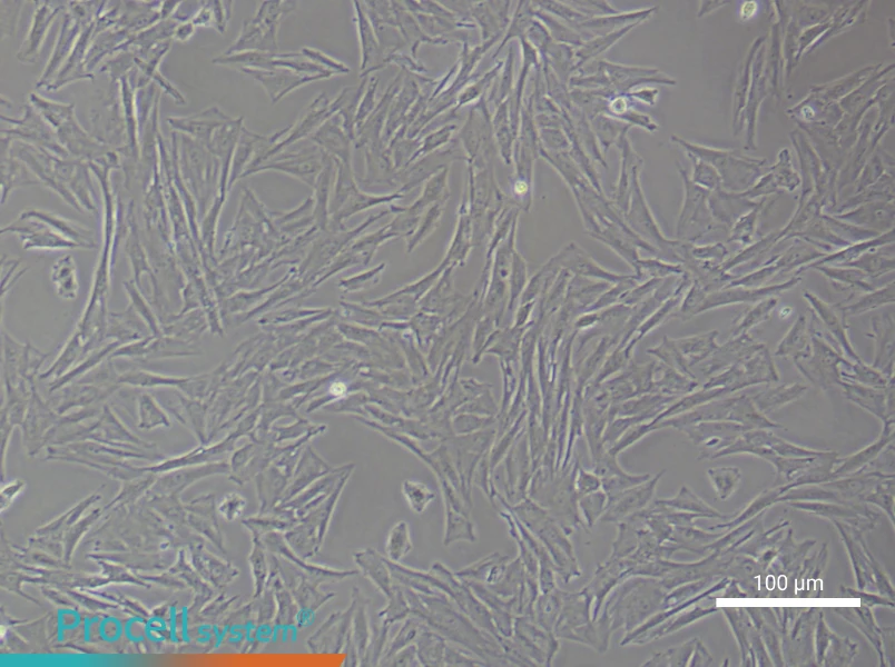 Rat Periodontal Ligament Stem Cell Complete Medium - 2