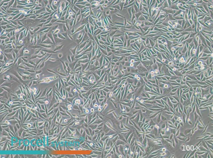 PC-3-GFP Cell Complete Medium - small - 6