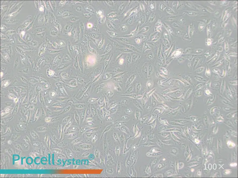 Caki-1 Cell Complete Medium - 2