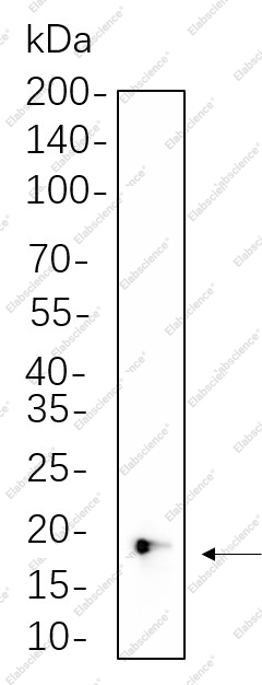 Recombinant 4E-BP1 Monoclonal Antibody - 1