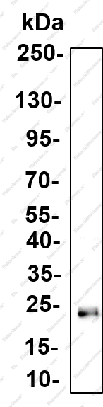 Recombinant FGF21 Monoclonal Antibody - 4