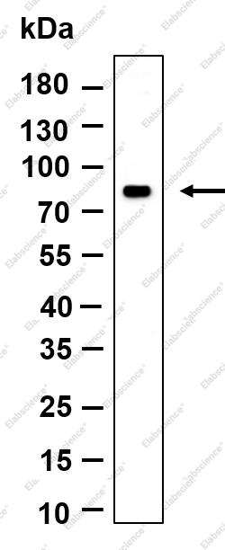 Recombinant MS4A14 Monoclonal Antibody - 1
