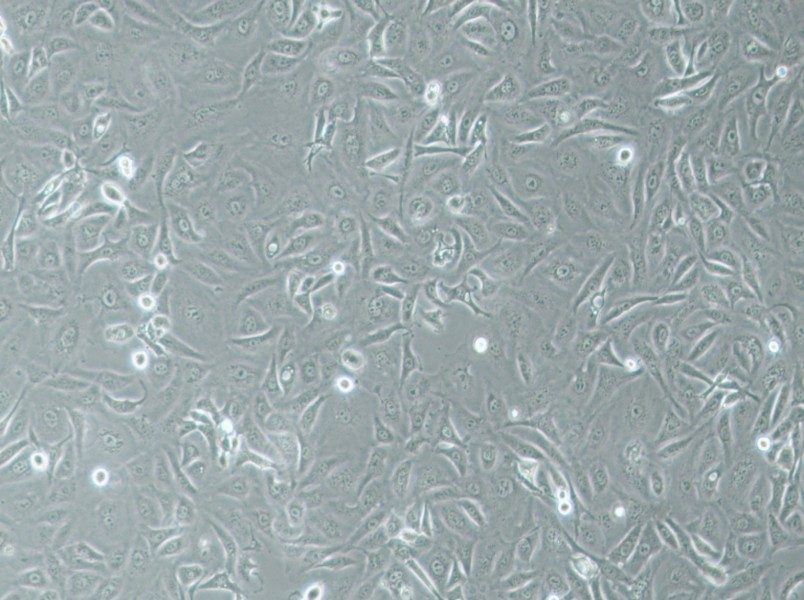 A875 [A-875] Cell Complete Medium - 2