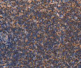 RDX Polyclonal Antibody - 2