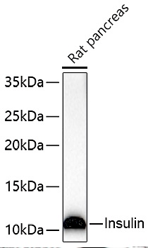 INS Polyclonal Antibody - small - 5