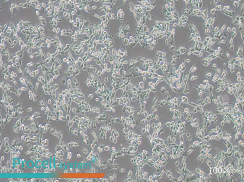 MFC Cell Complete Medium - 3