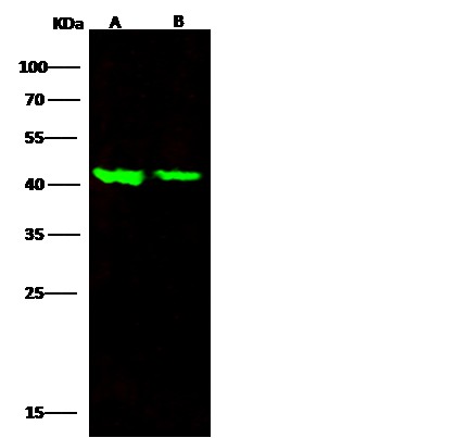 Recombinant ALK-1/ACVRL1 Monoclonal Antibody - small - 2