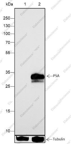 Recombinant PSA Monoclonal Antibody - 1